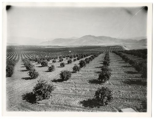 Orange grove near Porterville, Tulane County