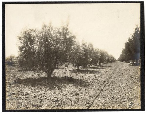 Female child and dog in an olive grove