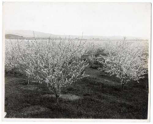 Prune blossom time in Santa Clara County, California