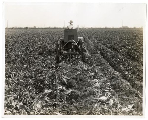 Agricultural laborer operating a "Caterpillar" Fifteen tractor to dig beets in a field near Sacramento, California