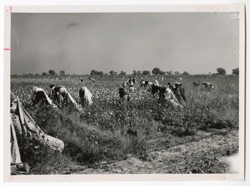 Picking cotton in Fresno County