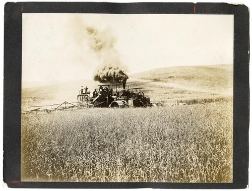 Agricultural laborers harvesting wheat in California