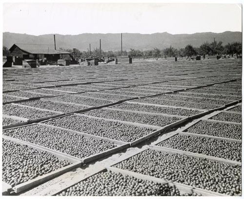 Plums in drying beds