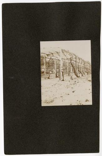 Grape arbor in Fresno, California