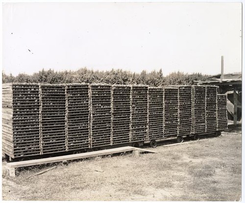 Cars of peach-filled drying trays