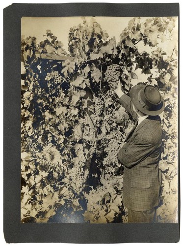 Man examining Flame Tokay grapes in a vineyard near Sacramento, California