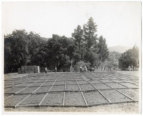 Agricultural workers drying out prunes