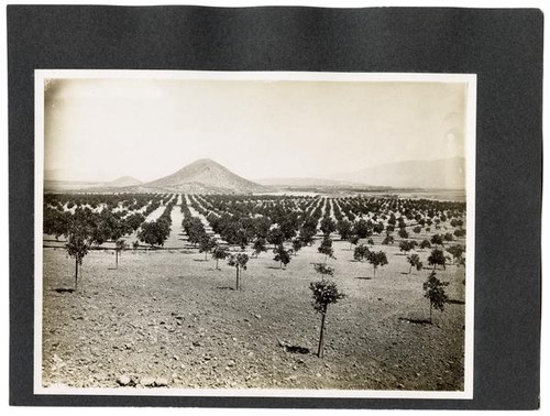 Young orange orchard, California