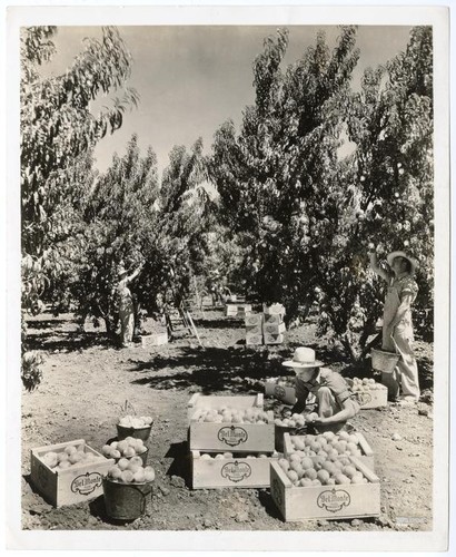 Agricultural workers harvesting peaches