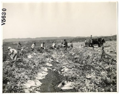 Agricultural workers harvesting celery in Los Angeles County, California