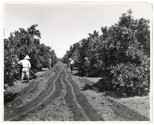 Agricultural workers irrigating an orange tree grove, Los Angeles, California