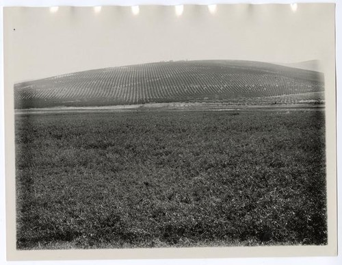 Alfalfa field and orange grove near Porterville, Tulare County