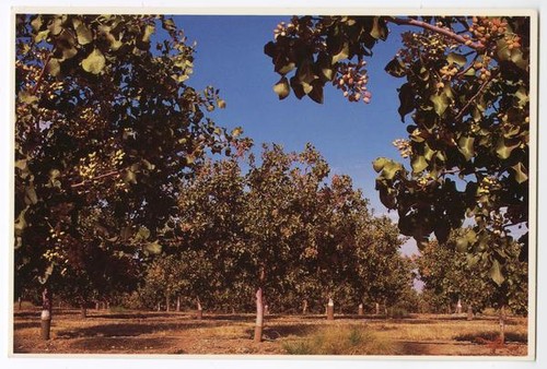 Pistachio Orchard, San Joaquin Valley, California