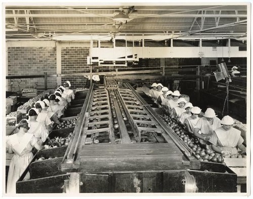 Women workers packing oranges