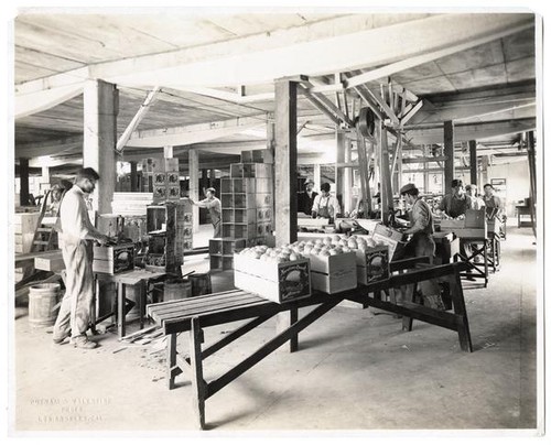 Workers in an orange packing house, Los Angeles, California