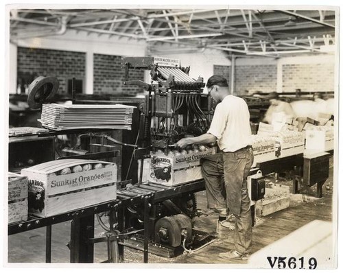 Worker packing boxes of oranges, California