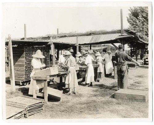 Women and men crating peaches in Reedly, Fresno County, California