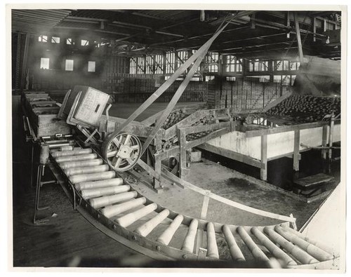 Boxes of oranges are unloaded on roller carriers at the packing house