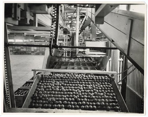 Oranges in the water bath at a California Fruit Growers Exchange packing house