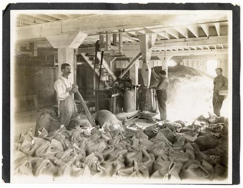 Workers sacking beet sugar at factory, California