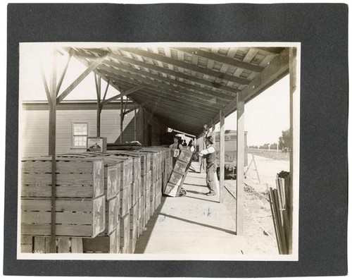 Workers loading an orange train, California