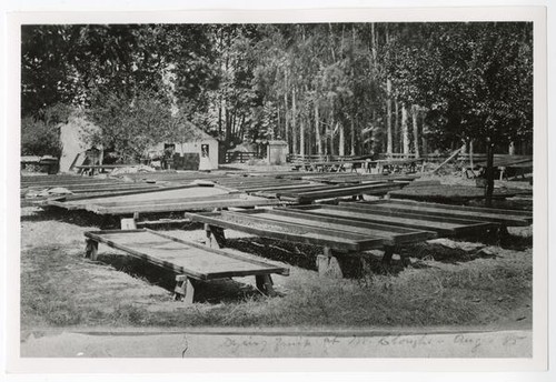 Drying fruit at Mr. Clough's, Alameda County, August 1885