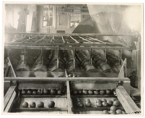 Machinery for brushing washed fruit in a food processing facility