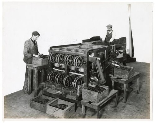 Workers grading olives, California