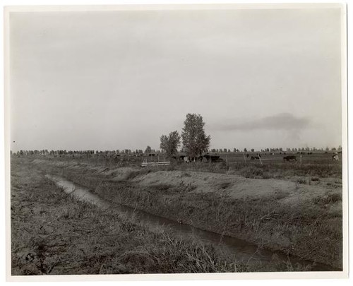 Irrigation canal bordering a cattle pasture