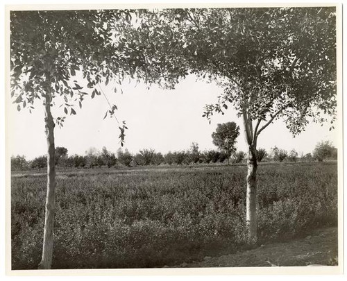 Looking towards an orchard
