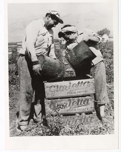 Man and woman picking grapes