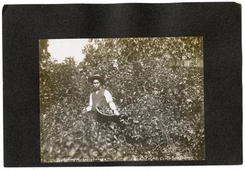 Gathering Mulberry Leaves