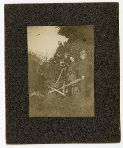 Women and men picking fruit from a tree