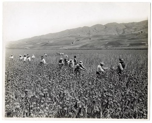 Agricultural workers at an onion seed farm in Santa Clara County, California