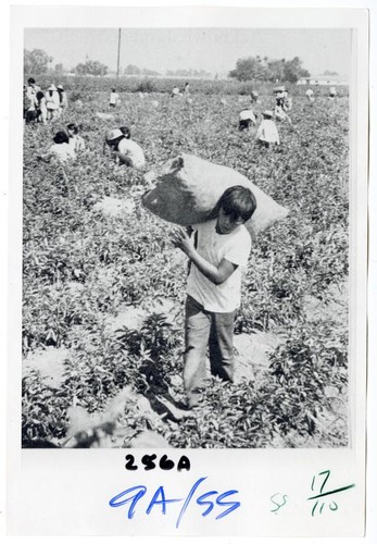 Child agricultural workers laboring to harvest a crop in the field