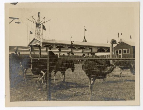 Ostrich farm, Los Angeles County