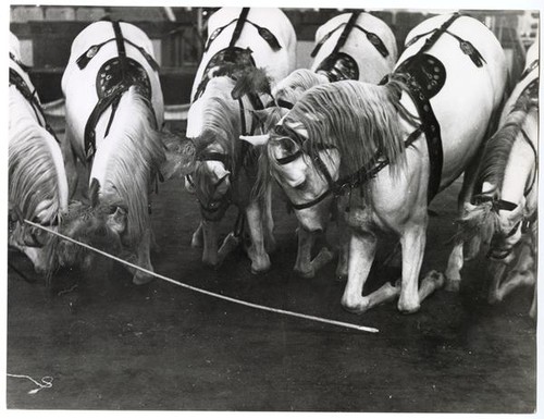 Egyptian dancing horses kneeling