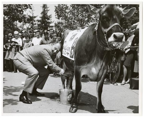 Art Linkletter milks a cow on the UC Berkeley campus as part of a UC Davis-Berkeley Agricultural Competition