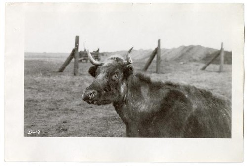 A diseased cow, circa 1924