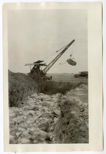 Deceased cows in a pit, circa 1924