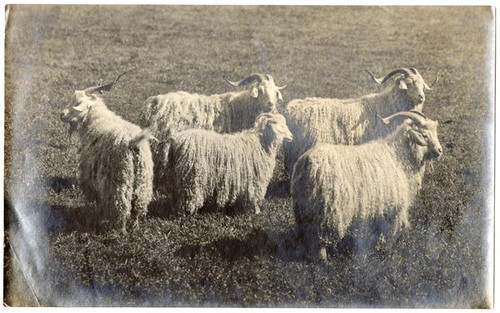 Augora goats, raised in San Jose, California