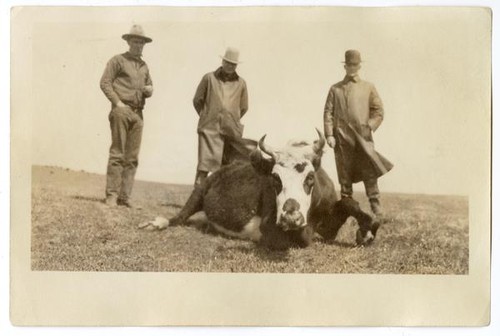 Men observing diseased cow, circa 1924