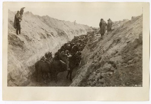 Cattle herded into a ditch, awaiting their deaths, circa 1924