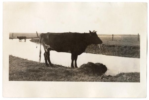 Cattle by a stream, circa 1924