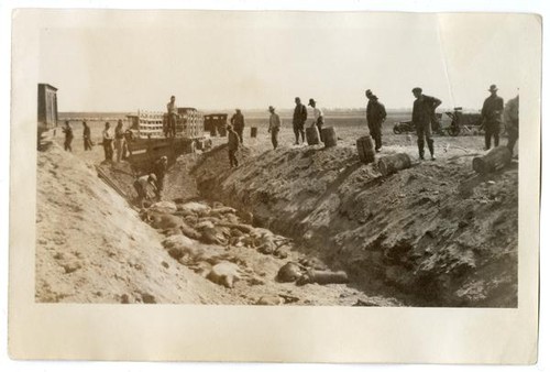 Men preparing to dispose of decased cattle, circa 1924