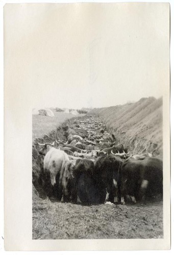 Cattle herded into a pit, awaiting their death, circa 1924