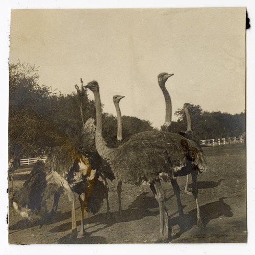 A flock of ostriches