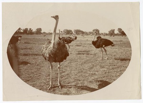 An ostrich farm