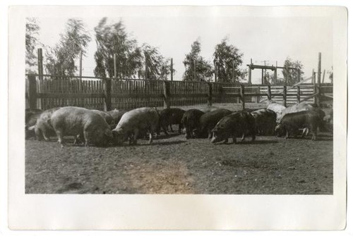 Flock of pigs grazing, circa 1924