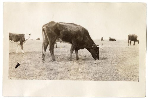 Cattle grazing in a field, circa 1924